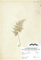 藏品(金粉蕨)的圖片